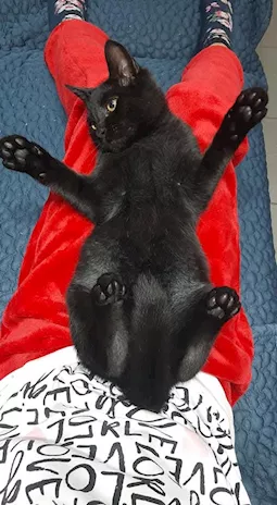 Gatto Nero Razza Europeo - Foto 5