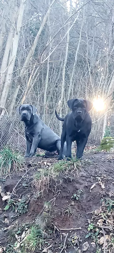 Foto 5Cane Corso cuccioli, taglia xxl, genitori visibili