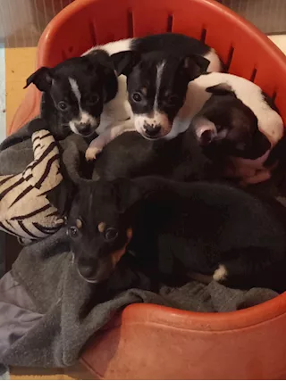 Cuccioli di Pinscher Nani