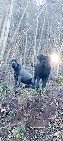 Cane Corso cuccioli, taglia xxl, genitori visibili - Anteprima 5