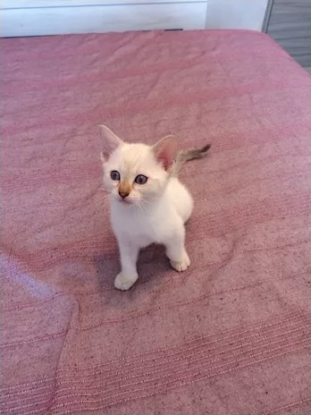 Gattini Bengala dolcissimi