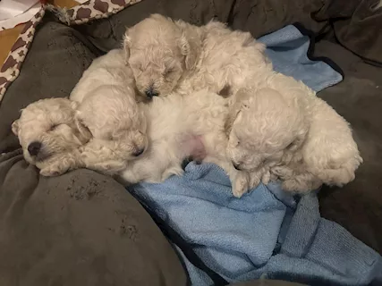 Splendidi cuccioli BARBONCINO NANO