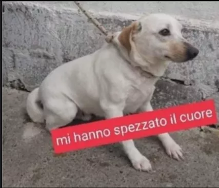 Serafino portato in canile dai padroni anni fa SUD