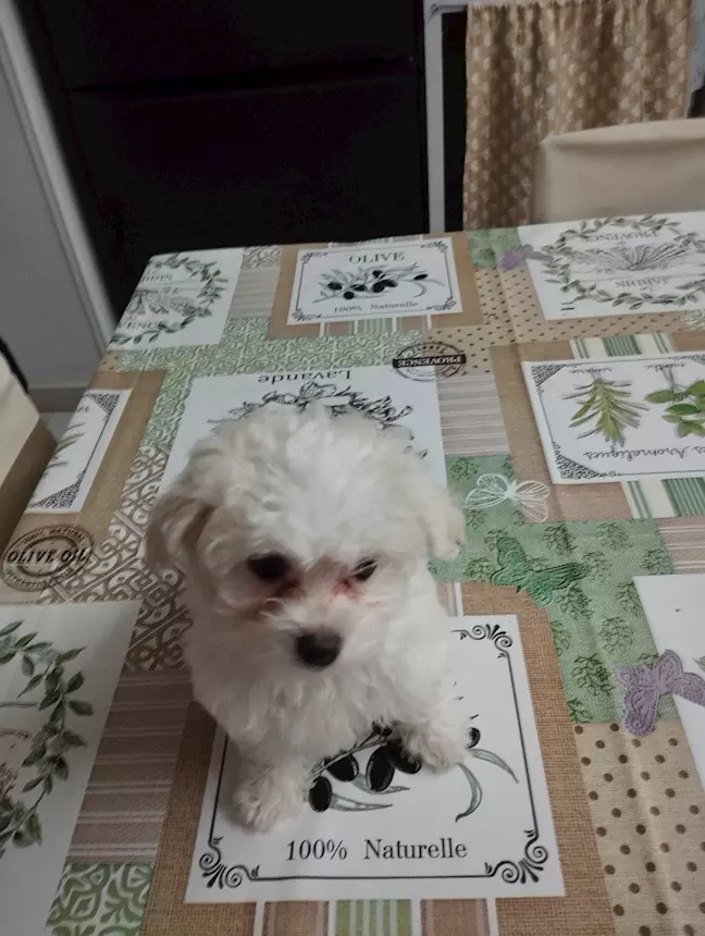 Cuccioli di Razza Maltese