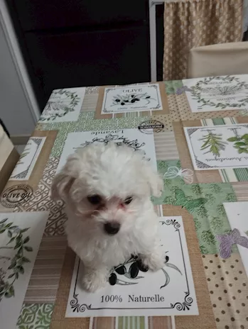 Cuccioli di Razza Maltese - Anteprima 1