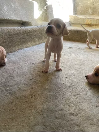 Cuccioli di Pointer - Foto 4