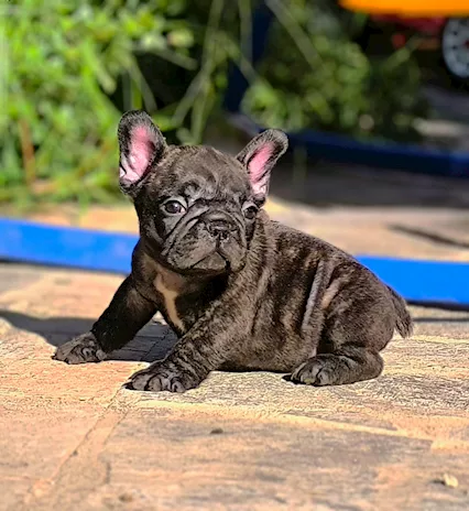 Bulldog francese (coll verde)