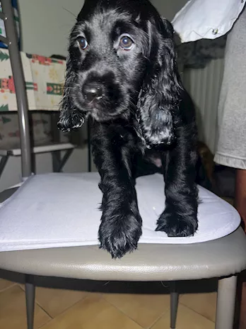 Cuccioli Cocker Spaniel