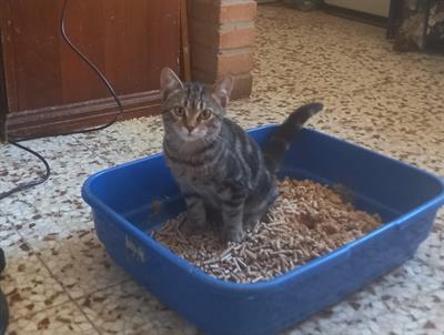 Regalo gattini Razza Europeo - Anteprima 4