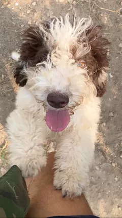 Lagotto romagnolo con pedigree.
