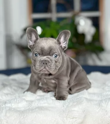 Bulldog francese in adozione