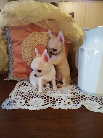 Chihuahua bellissimi cuccioli in vendita, taglia piccola - Foto 2