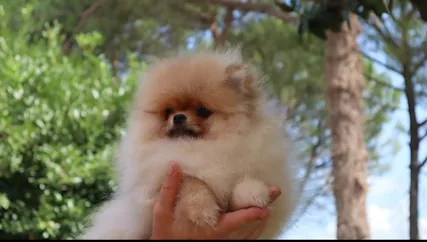 Volpino pomerania accoppiamento