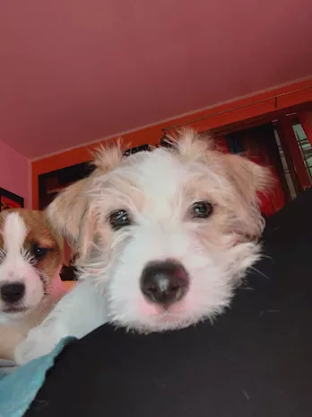 Maschio Jack Russell