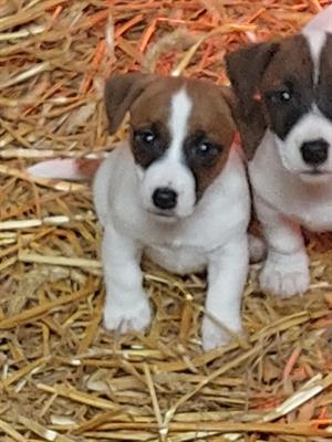Jack Russell Terrier Cuccioli pedigree ROI