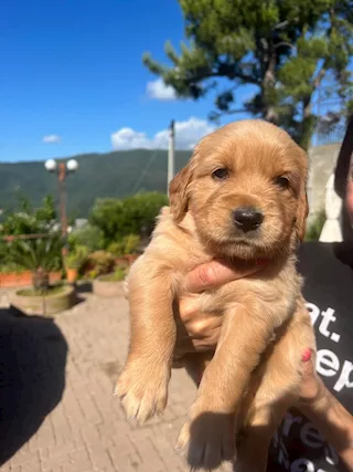 Cuccioli Golden Retriever