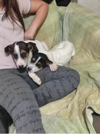 Cucciolo jack Russel