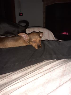 Pinscher - Cucciolo 2 mesi 20 giorni pronto subito.