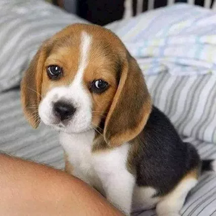 Beagle nani