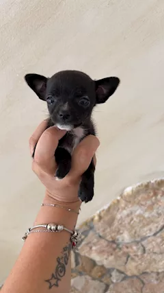 Chihuahua - Foto 3