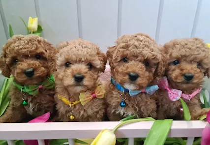 Cuccioli di Toy Maltipoo disponibili