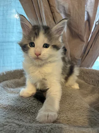 Cuccioli disponibili