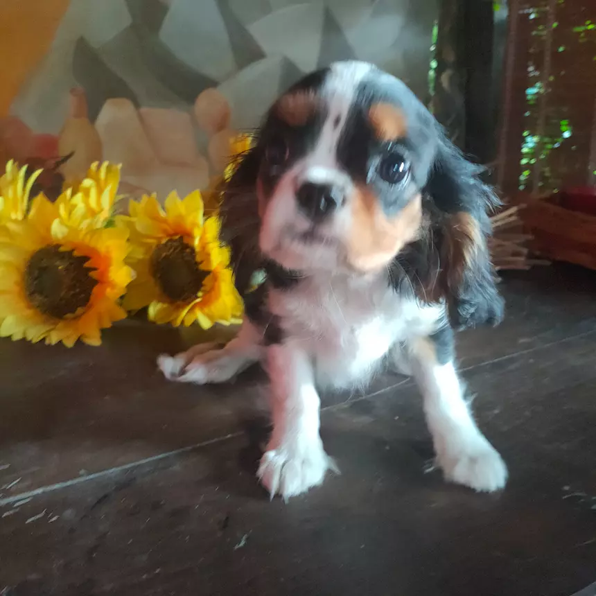 Cuccioli Cavalier King