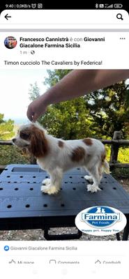 Cavalier king