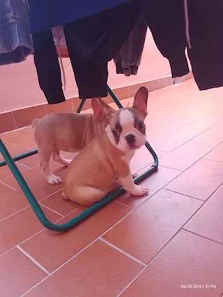 Cucciolo bulldog francese cerca famiglia