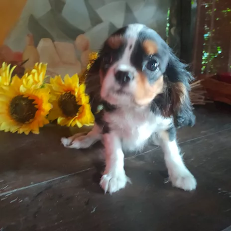 Cuccioli Cavalier King