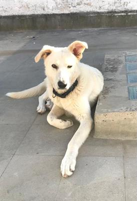 Oliver si trova in pensione a Milano - Anteprima 2
