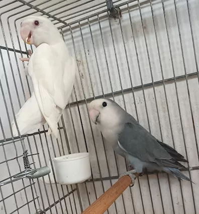 Coppie inseparabili roseicollis
