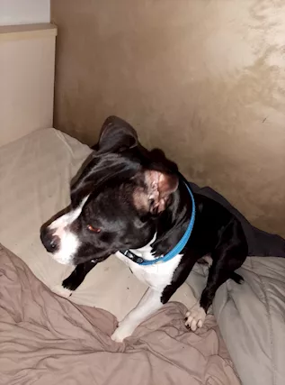 Regalo cane Amstaff