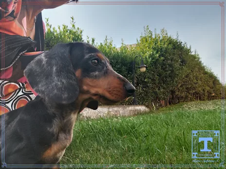 Bassotto tedesco nano pelo corto