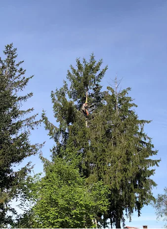 Giardinaggio/abbattimento alberi - Anteprima 2