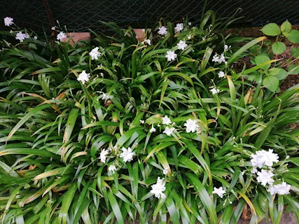 Iris Japonica Fiore Farfalla - Foto 4