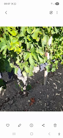 Uva Cirò rossa e bianca 3398473279 - Anteprima 4
