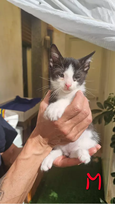 Foto 5 Regalo - I gattini piccoli di circa un mese Europeo