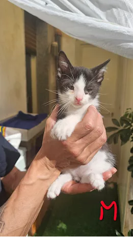 Regalo - I gattini piccoli di circa un mese Europeo - Foto 5