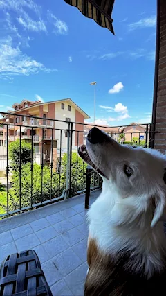 Regalo cucciolone pastore australiano/