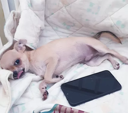 Chihuahua toy