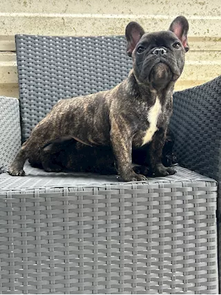 Bouledogue Francese