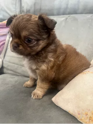 Cucciole di Razza chihuahua a pelo lungo - Foto 4