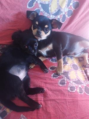 Bellissimi cuccioli maschio a pelo