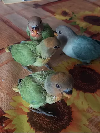 Pappagallino inseparabile allevato a mano, prezzo trattabile - Foto 2