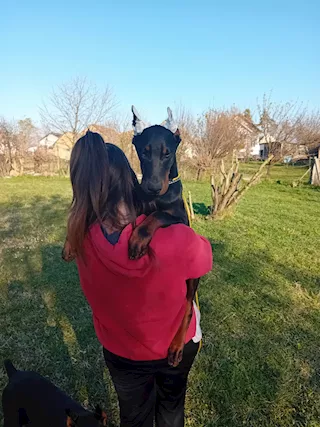 Dobermann cuccioli in vendita