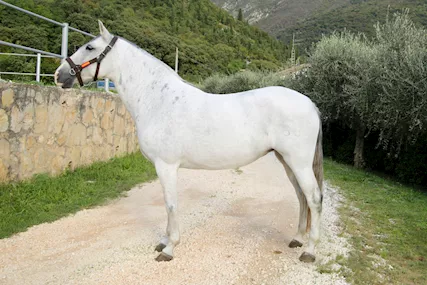 CAVALLA PRE