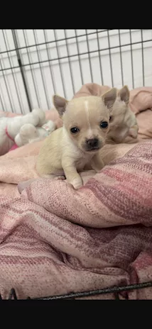Chihuahua Toy - Anteprima 2