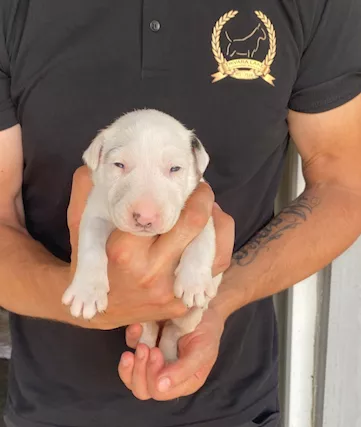 Bull terrier standard cuccioli - Foto 3