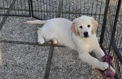 Golden Retriever cuccioli - Foto 2
